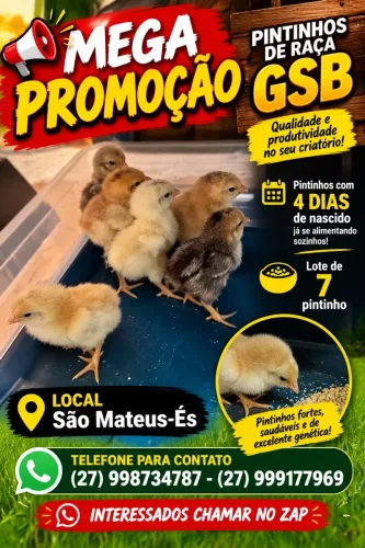 Pintinhos e frangos GSB