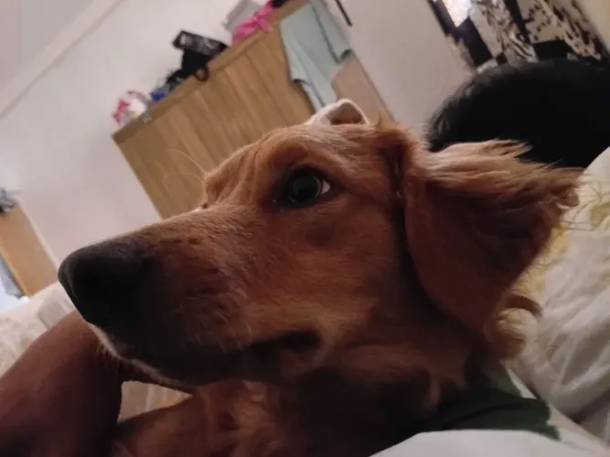 Cachorro 7 meses, muito carinhoso, nunca mordeu 