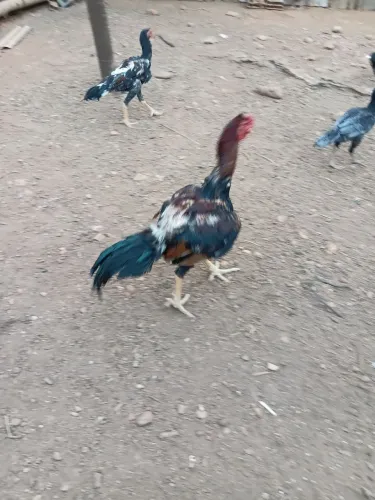 Frango indio