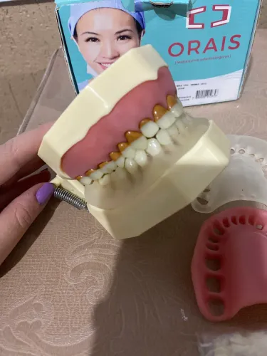 Manequim Odontológico Orais - Boca com Arcadas para Treinamento