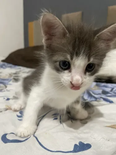 ?FILHOTE DE GATO PARA DOAÇÃO ?