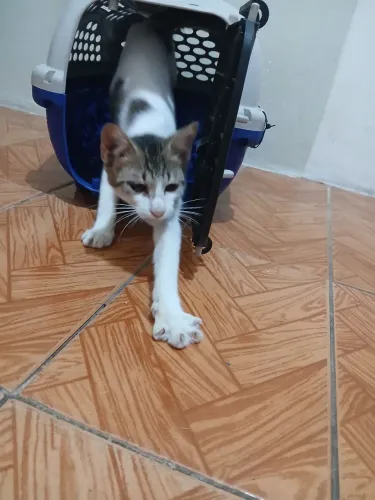 Adoção responsável