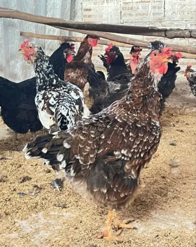 Pintinhos GSB galinha sertanejo balão 