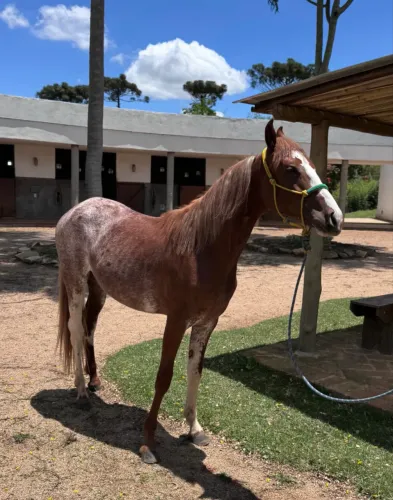 Cavalo Mangalarga Macho