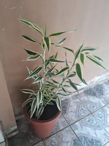 Bambu da Sorte !