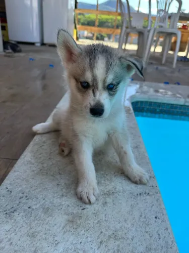 Vende-se filhote de husky siberiano