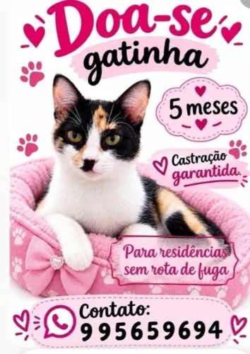 Gatinha adoção responsável em 7 Lagoas MG