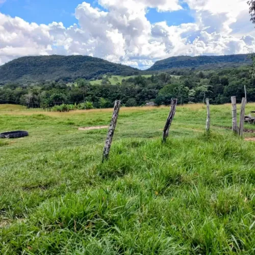 Fazenda à venda em São Gabriel do Oeste (MS) 180 HA- Formada