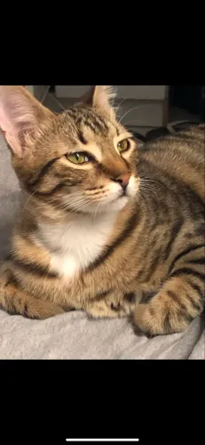 Doação de gatinha