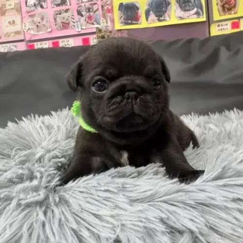 Filhotes pug linhagem selecionada saudável dócil e ativa com saúde