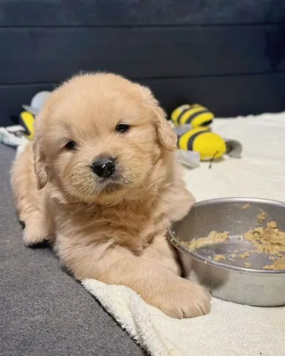 Golden Retriever Atenção: risco alto de se apaixonar