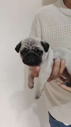 Pug