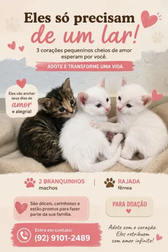 Lindos filhotes gatos