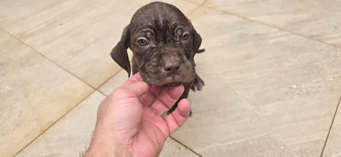 Cane Corso, Filhote, fêmeas e machos de cane corso