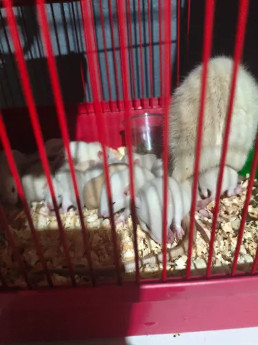 Ratos Twister