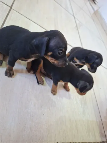 Filhos de pinscher