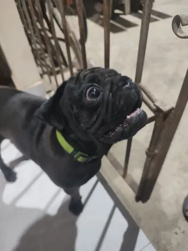 Pug macho