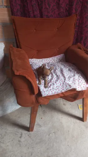 Pinscher macho zero