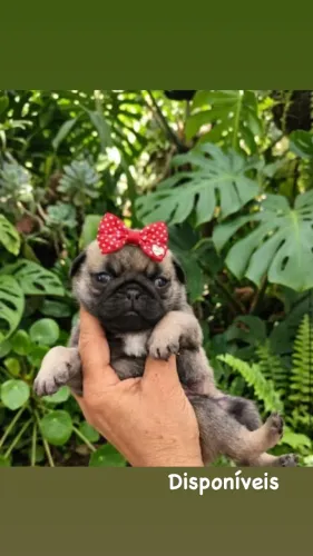 Pug