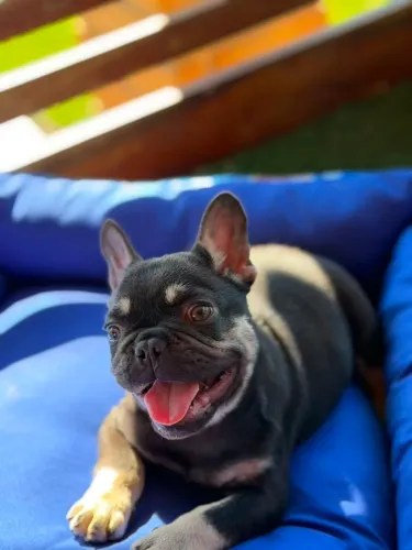 Bulldogs Francês - Com preço acessível
