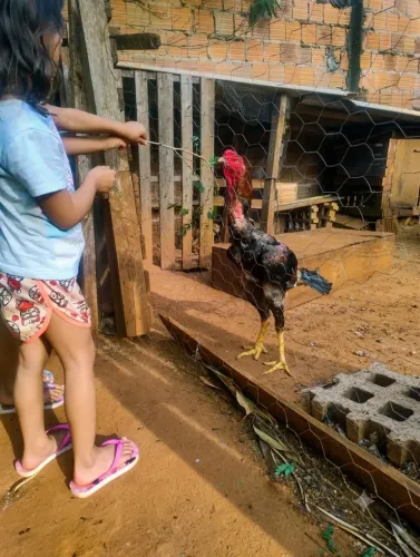 Vendo frango índio gigante