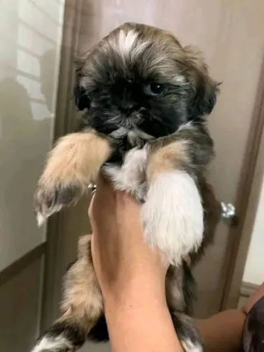 Filhotes de Shih Tzu | Companhia que conforta.