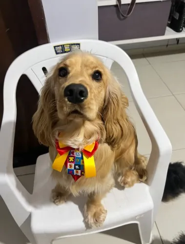 Procura se namorada