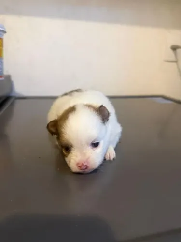 Lulu da Pomerânia