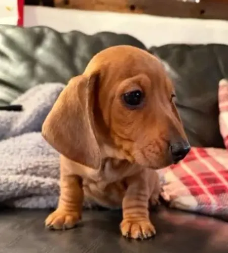 Basset Dachshund Caramelos Tradicionais.