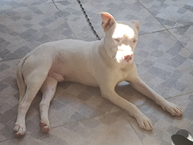 Doação de cães 