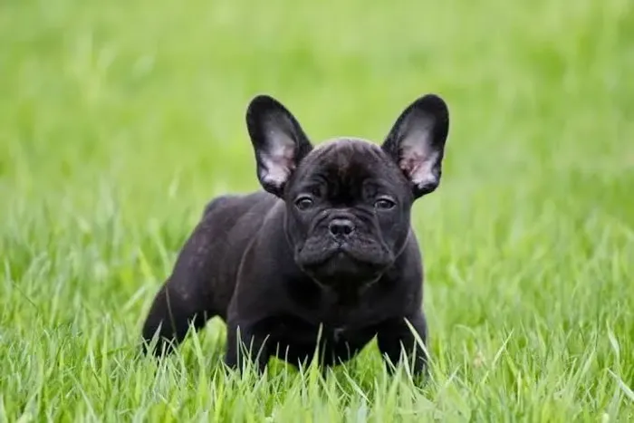 Filhotes De Bulldogue Francês - Alegria Que Nasce Agora