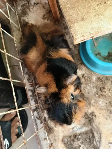 Doação porquinho da Índia