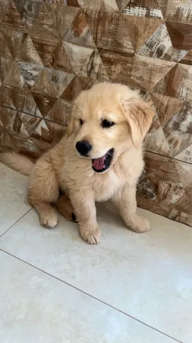 Filhotes de Golden Retriever
