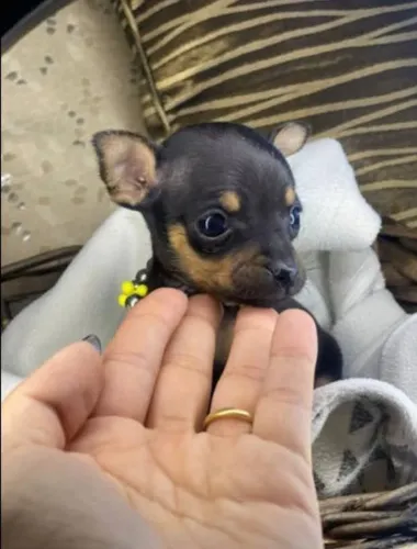 Pinscher miniatura zero 