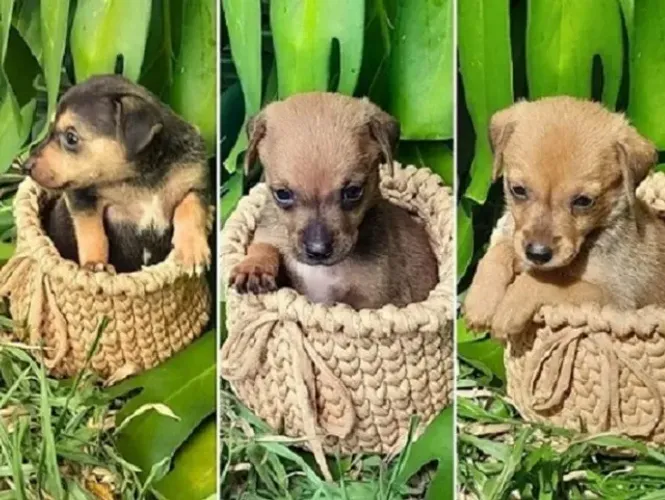 PINSCHER X CHIHUAHUA Um coração quentinho esperando por um dono amoroso. Chama 9.9751.6491