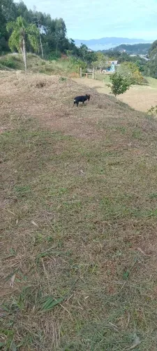 Faço serviço gerais