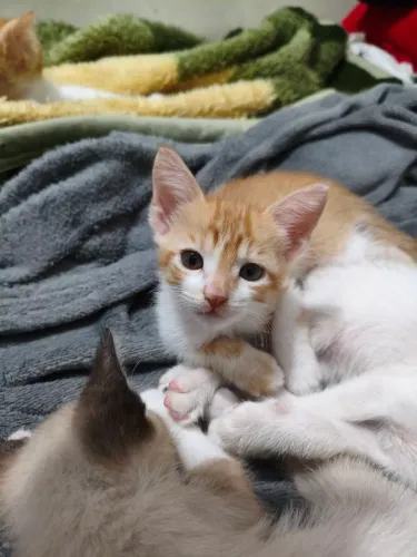GATINHOS ADOÇÃO RESPONSÁVEL SOMENTE LARES TELADOS
