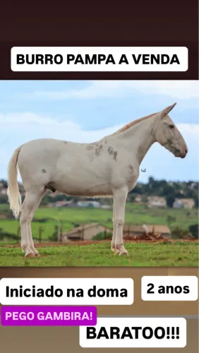 Burro pampa