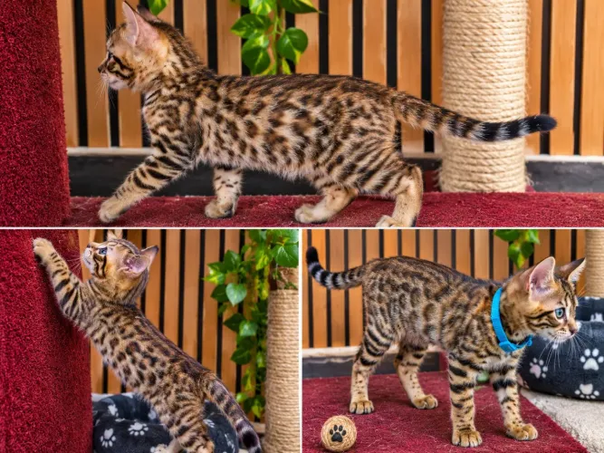 Bengal disponível Filhote macho 24 dias