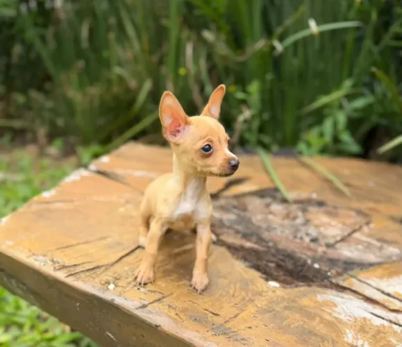 Pinscher fêmea