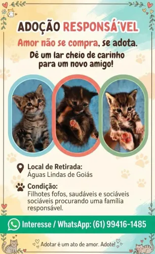 Gatos