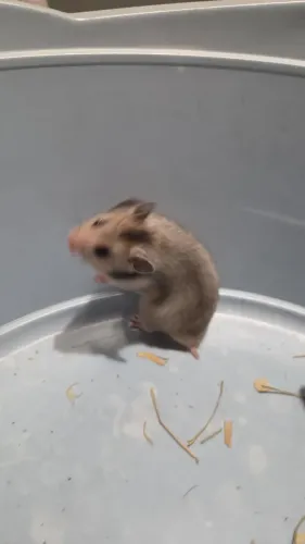 Hamster sírio para ser seu pet