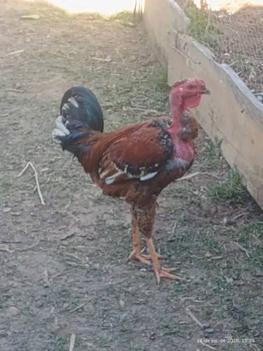 Frango pescoço pelado