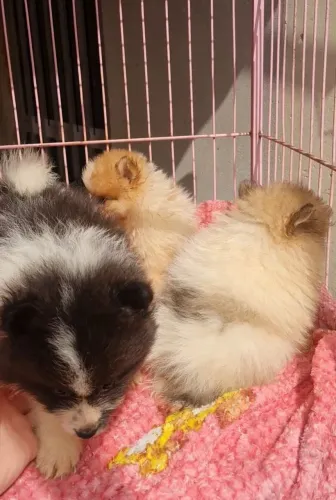 Lulu da Pomerania filhotes canil especializado