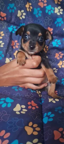 Filhote de Pinscher macho