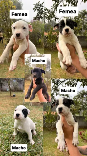 American Bully - Classic
