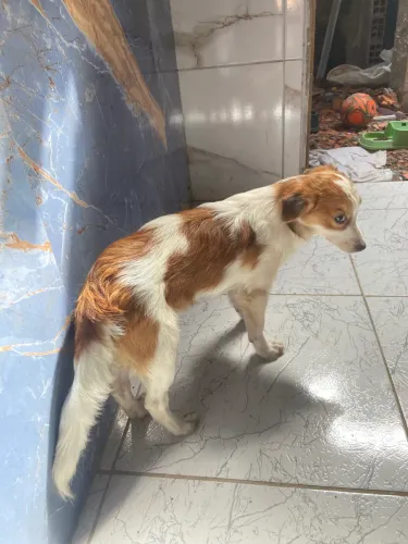 Doação Responsável 