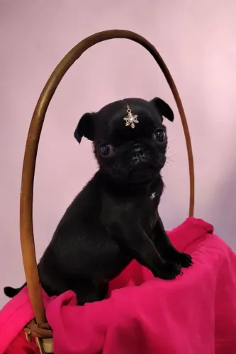 Pug micro fêmea