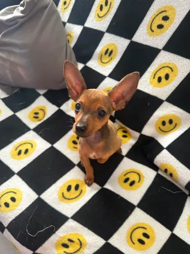 Filhote Pinscher machoo