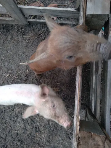 Casal de porcos